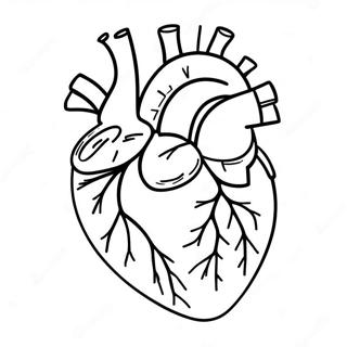 Hart Anatomie Kleurplaten