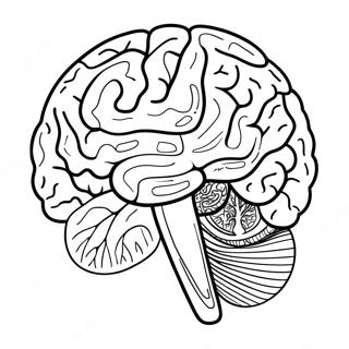 Kleurrijke Hersenen Anatomie Kleurplaat 94308-33529