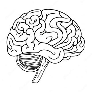 Kleurrijke Hersenen Anatomie Kleurplaat 94308-33530